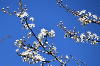 Bloesem in blauwe lucht