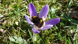 Een hommel in de weer