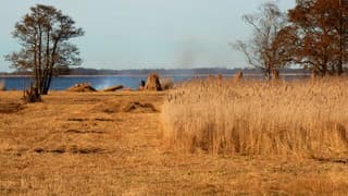 Rietsnijder aan het werk