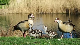 Een nijlgans familie in de lentezon