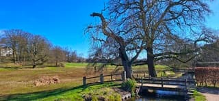 Veel blauw met nog kale bomen in Arnhem 