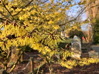 Hamamelis in bloei 
