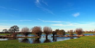 Hollandse knotwilgen 