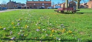 Bloeiende voorjaarsbloemen 