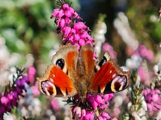 Eerste vlinder gezien in mijn tuin 