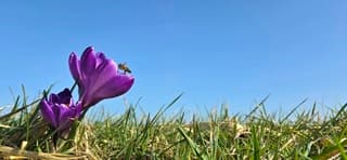 Strak blauwe lucht boven bloeiende krokussen en een bij