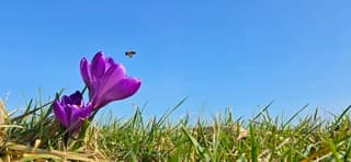 Strak blauwe lucht boven bij en bloeiende krokussen 