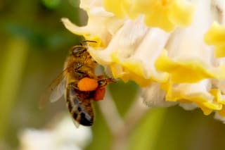 Bezige bij, echt lente ! 