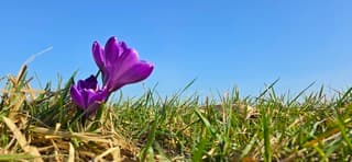 Strak blauwe lucht en zon boven bloeiende krokussen 
