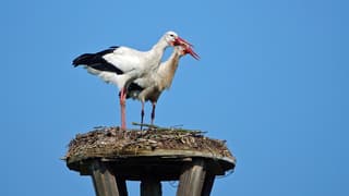 Geen Wolkje aan de lucht