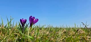 Strak blauwe lucht en zon boven bloeiende krokussen 