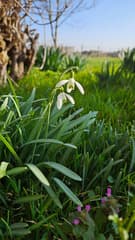 De lente hangt in de lucht