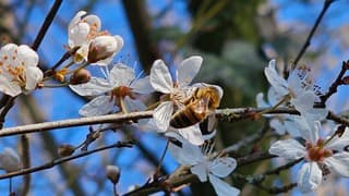 Bijtje op de bloesem 