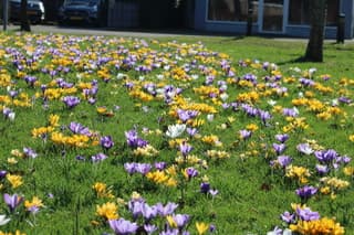 Bloemen veld