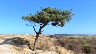 Het boompje van Terschelling