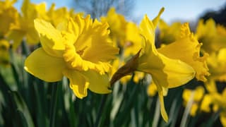 Narcissen genieten van de zon