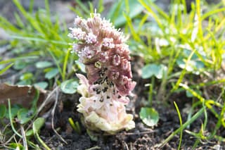 Groot hoefblad