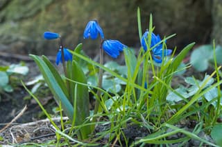 Oosterse sterhyacint