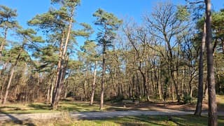 Zonnige bossen bij Norg 