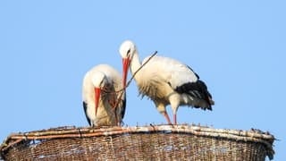 Ooievaars bouwen nest