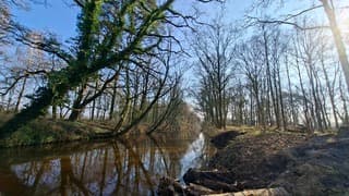 Mooi met groen beklede bomen hangende boven het riviertje de Dinkel