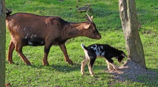 lammetje van de geit