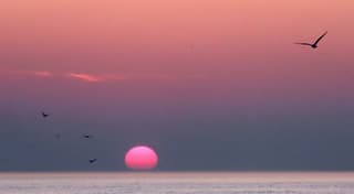 meeuwen bij zonsondergang