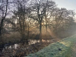Zonnestralen door de bomen