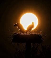 Ooievaars raken de zon aan.