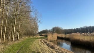Stellebos Stellendam in de lente