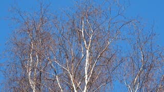 STRAKBLAUW -Witte Berkenboom