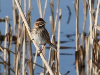 Rietgors (vrouwtje) (Nieuwe Driemanspolder)