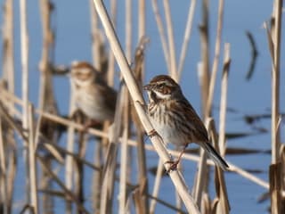 Rietgors (Me and My Shadow)