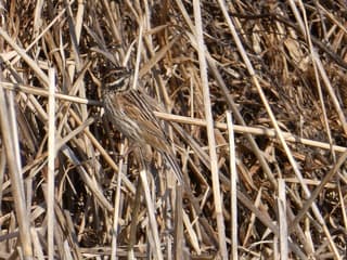 Rietgors goed gecamoufleerd