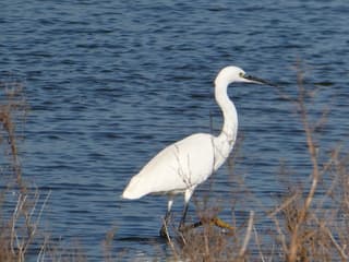 Kleine zilverreiger (Nieuwe Driemanspolder)