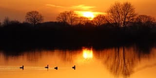 Kuifeendjes in het kleurrijke water