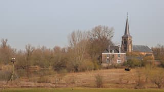 Ooievaars, Runderen en een kerk