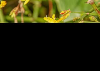 Lente,citroengeelte op bloempje