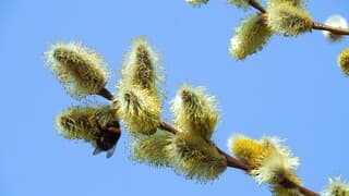 BLOEIENDE KATJES  + stuifmeel