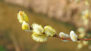BLOEIENDE KATJES  = STUIFMEEL