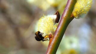 BEZIGE BIJ - Stuifmeel 