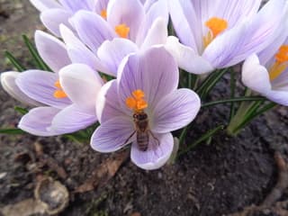Bijtje in een crocus