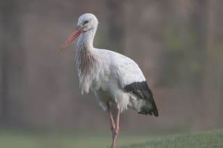Ooievaar bij Haarzuilens
