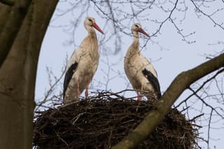 Ooievaarstel op nest bij Haarzuilens