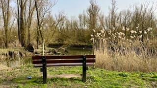 Bankje met uitzicht op/ in de Carnisse Grienden 