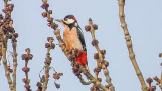 Een Bonte Specht in een boom