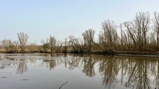 Weerspiegeling bomen in de vogelplas aan de rand van de griend 