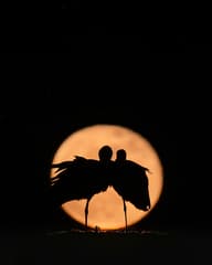 Ooievaars silhouette