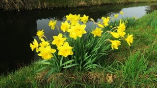 Lente langs de sloot