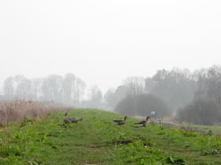 16.45 vanmiddag grauwe dag 